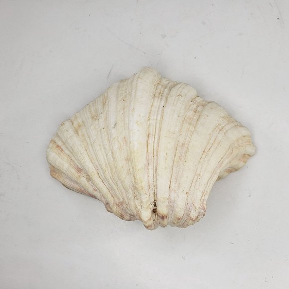 Bear Claw Clam Shell One Half Large Ruffled Sea Art Ocean 5.25" 8 oz 228 grams - Picture 4 of 5